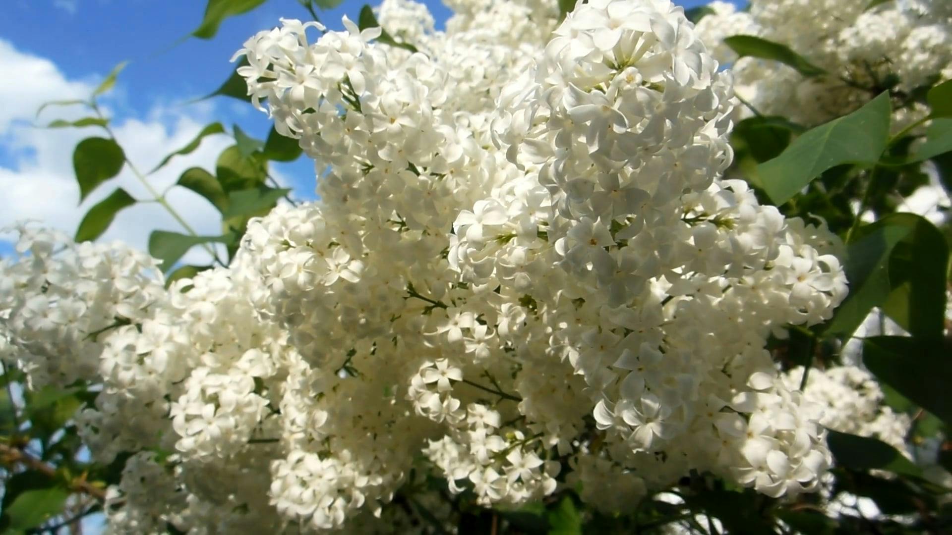 Clusters Of White Flowers · Free Stock Video