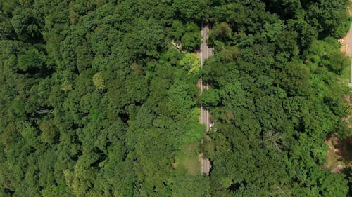 Road Surrounded By Trees