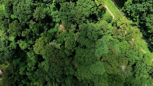 Mountain And Its Vegetation