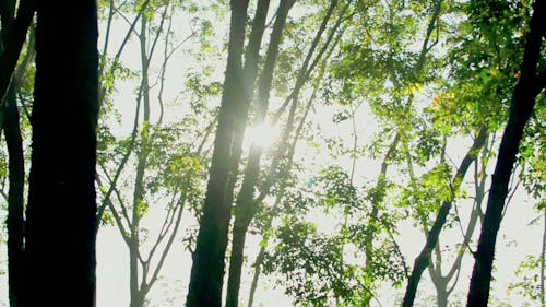 Sonnenlicht Guckt Durch Die Bäume Im Wald