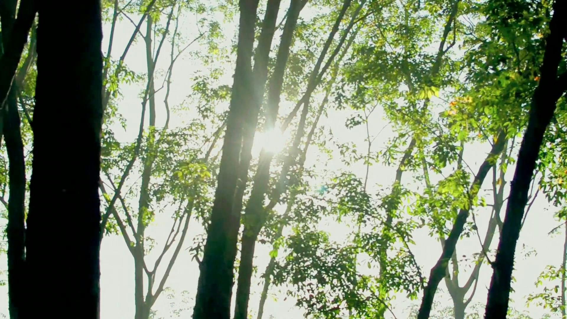 树林里的阳光摄影图配图高清摄影大图-千库网