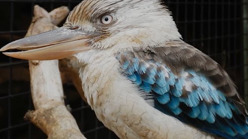 A Kookaburra Bird In Captive
