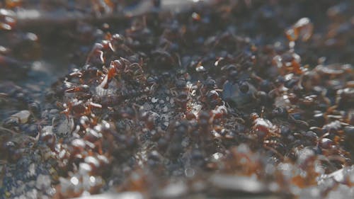 A Colony Of Red Ants