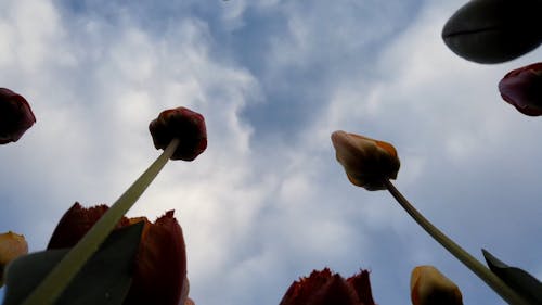 Tulips In Bloom