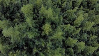 竹林视频素材