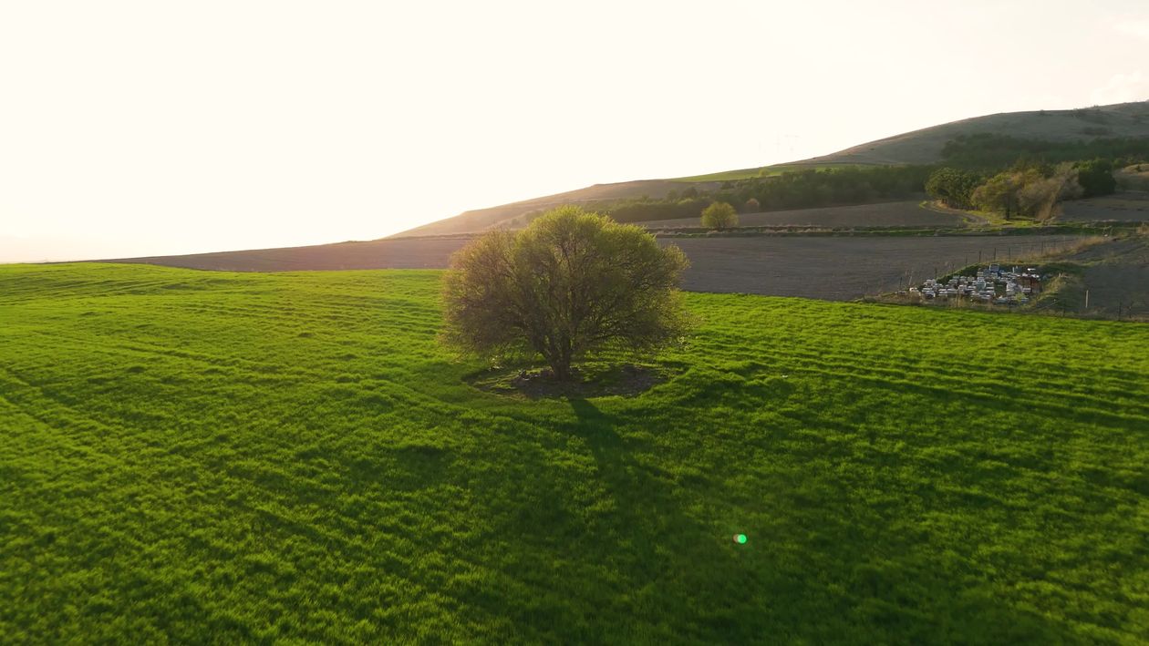 An aerial view of a tree in a field Free Stock Video Footage, Royalty ...