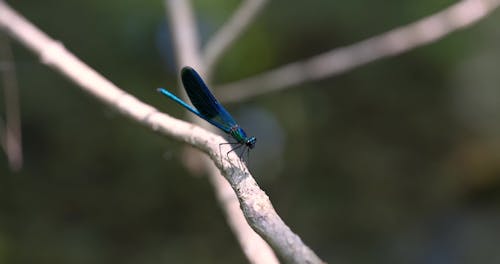 blue dragonfly on tree branch