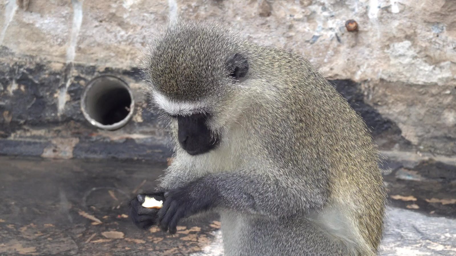  4.254+ Besten Affen lustig Kostenlose Videos · Lizenzfreie Videos Illustration 