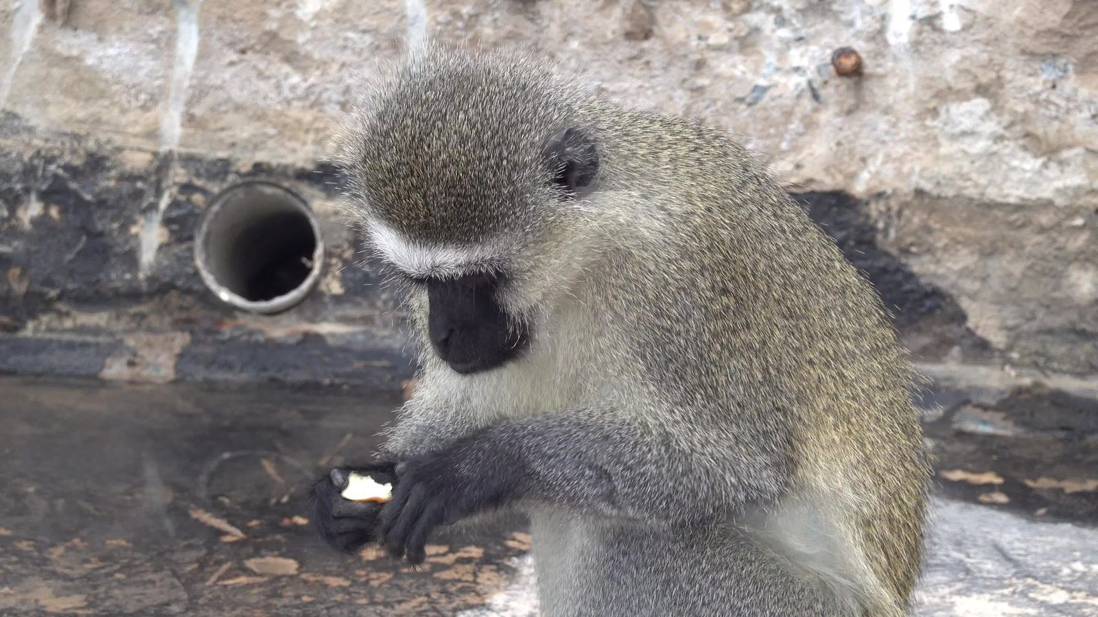 Behavior Hd Monkey Behavior Videos, Download The BEST Free 4k Stock Video Footage ...