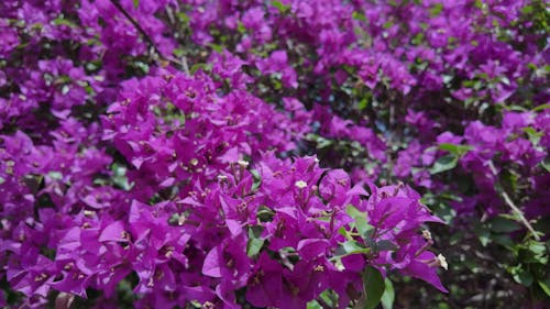 beautiful purple flowers in the garden