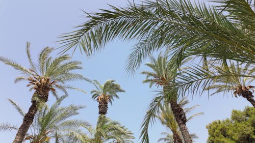 palm trees swaying in the wind