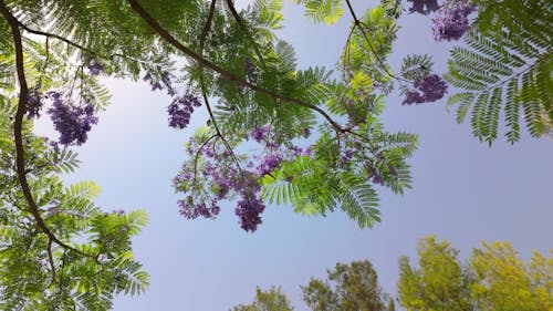 beautiful purple flowers on tree branches