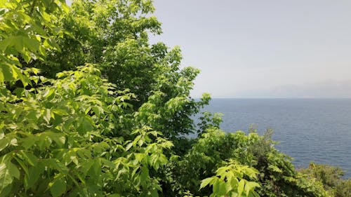 beautiful green tree and sea view in the background