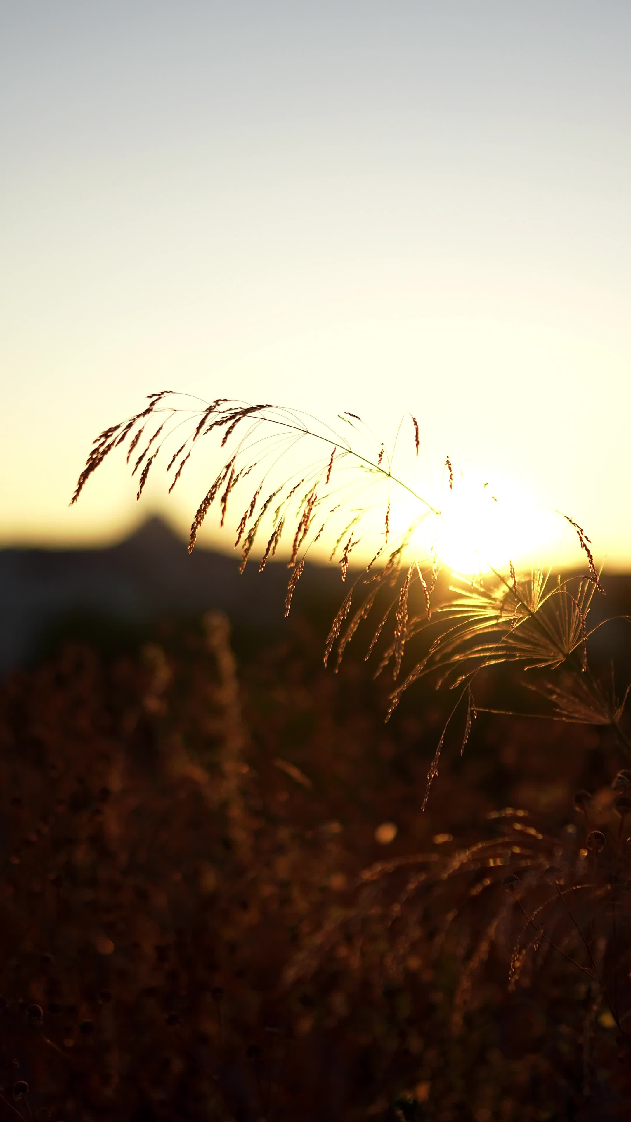 The sun setting over a field of tall grass Free Stock Video Footage ...