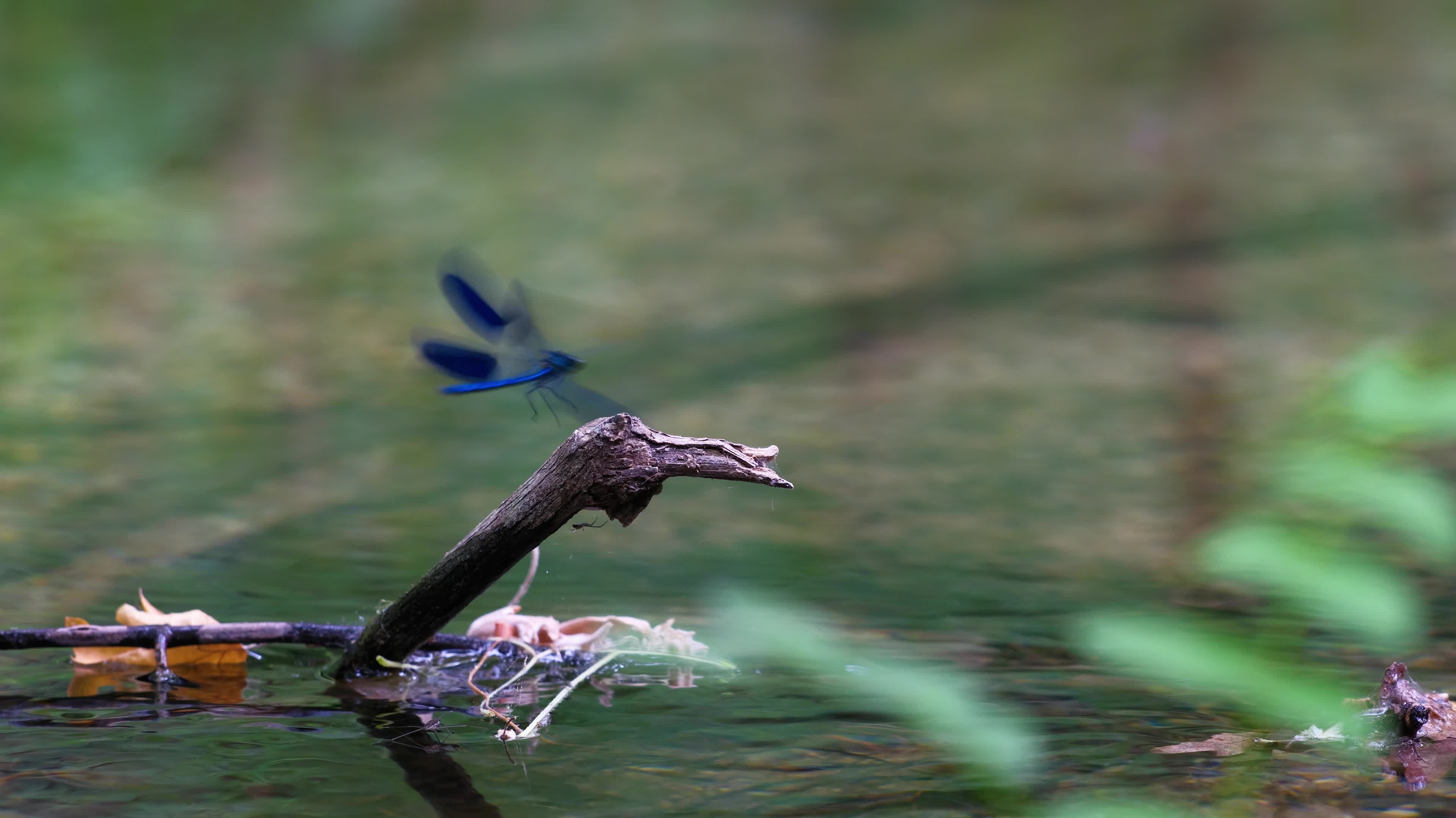 blue dragonfly on a branch in the river Free Stock Video Footage ...