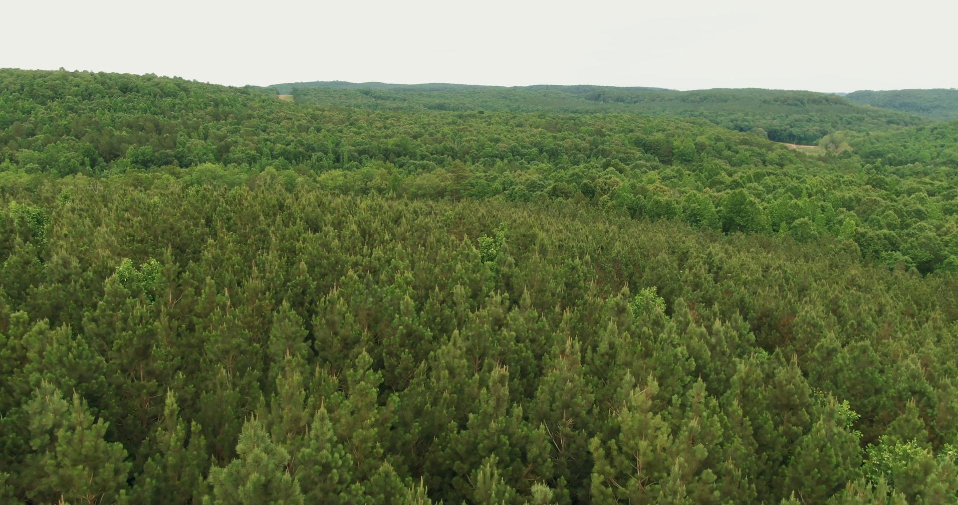 Aerial view over Michigan woodland