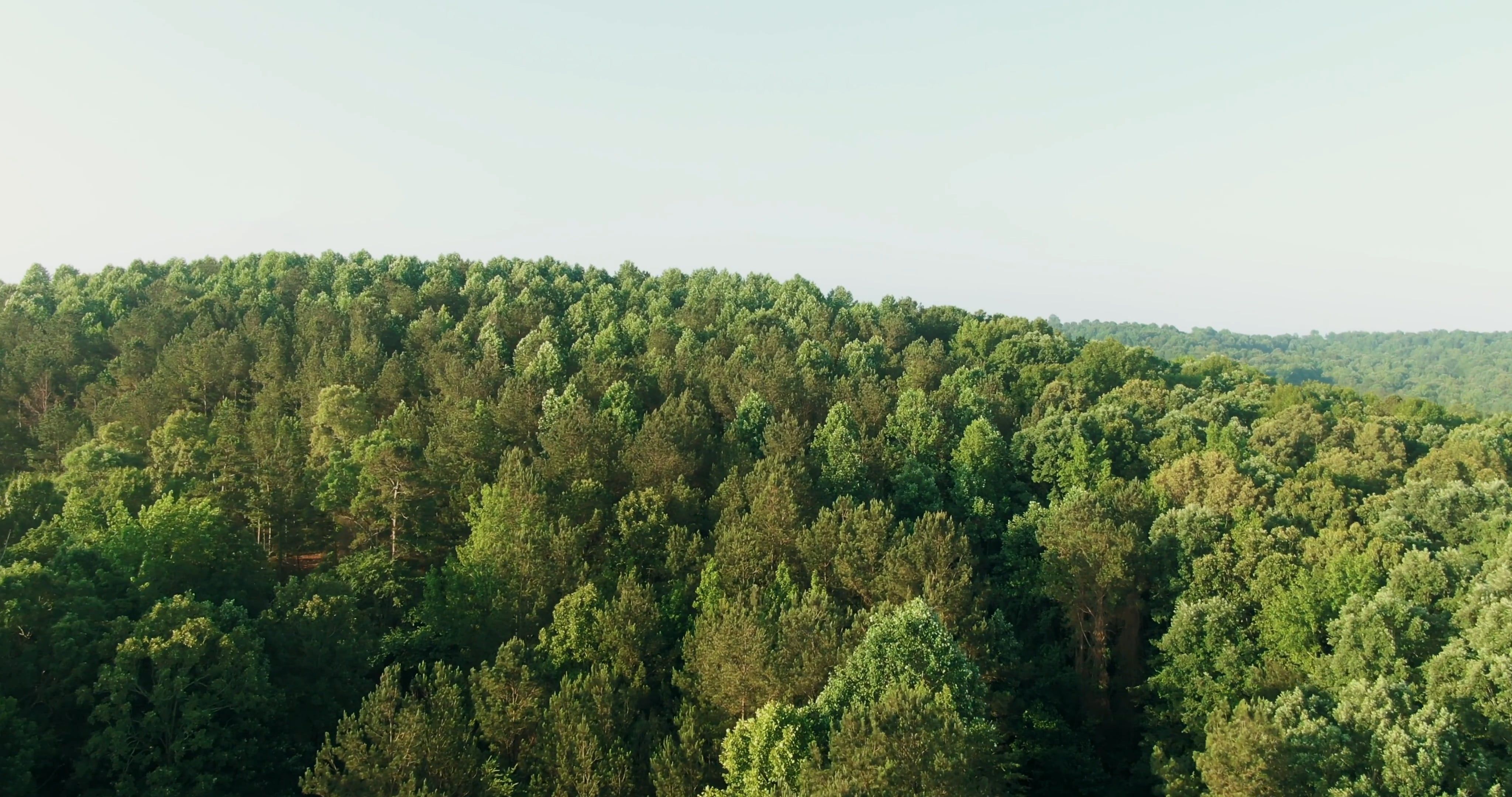 Drone Footage of A Thick Forest Free Stock Video Footage, Royalty-Free ...