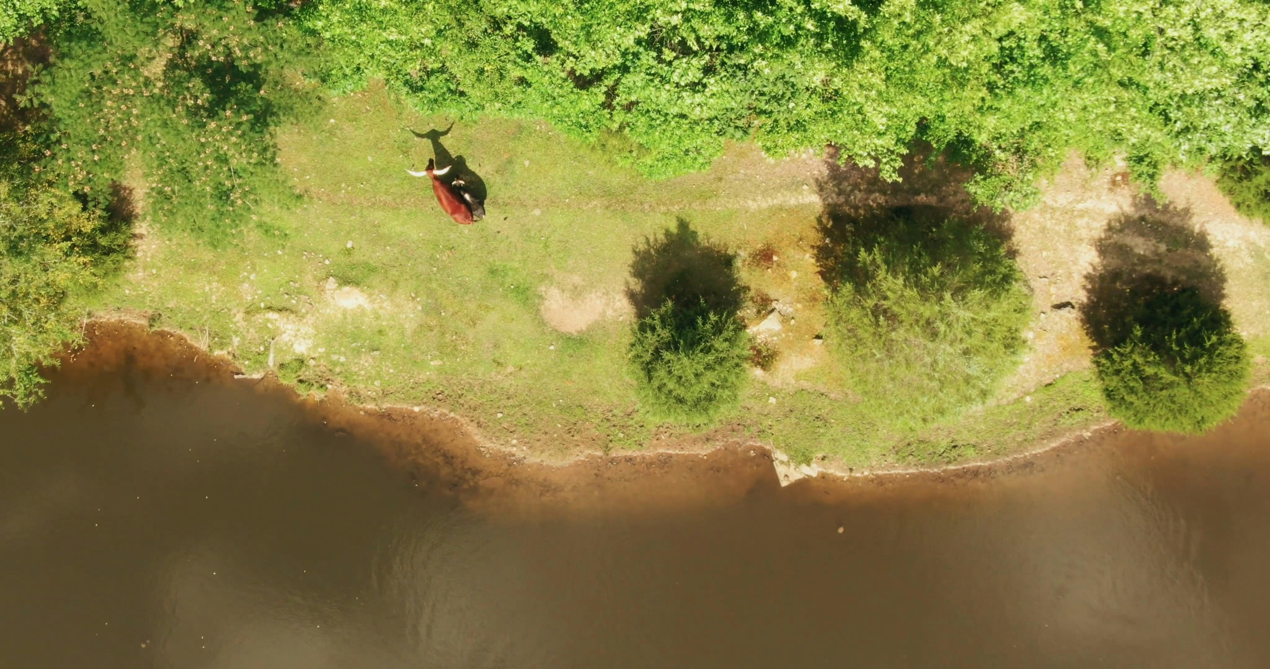 Aerial View Of Animals and Its Environment · Free Stock Video