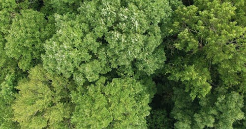 Drohnen Filmmaterial Der Baumkronen Eines Dichten Waldes