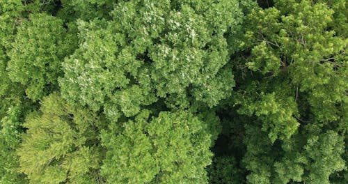 Drone Opnamen Van Het Bladerdak Van De Bomen Van Een Dik Bos