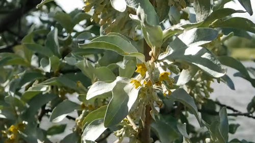 Le Vent Qui Souffle à Travers Un Arbre