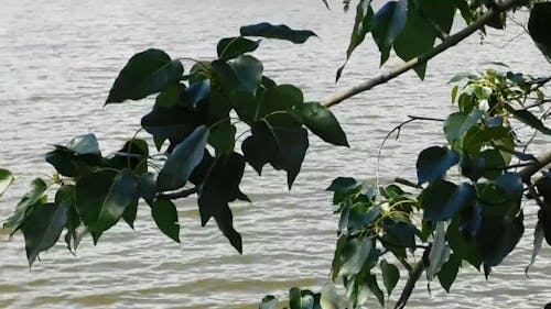 Árbol De Hojas Verdes Cerca Del Cuerpo De Agua