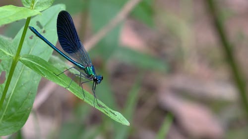 blue dragonfly on a leaf