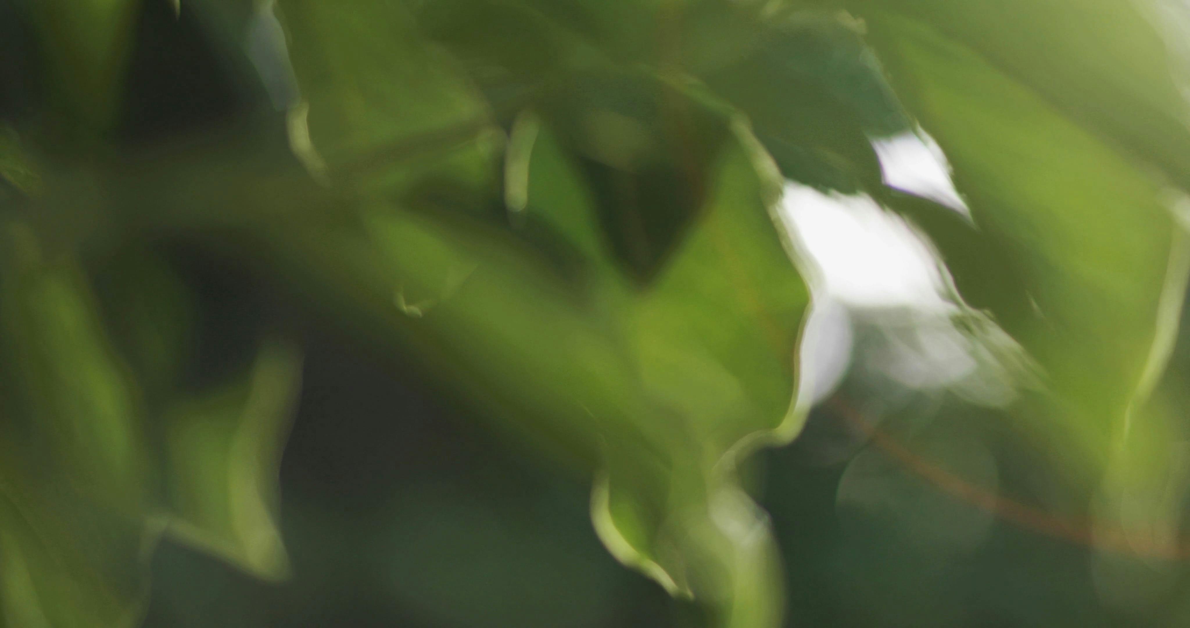 Video by James Cheney