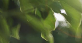大自然免费下载视频素材