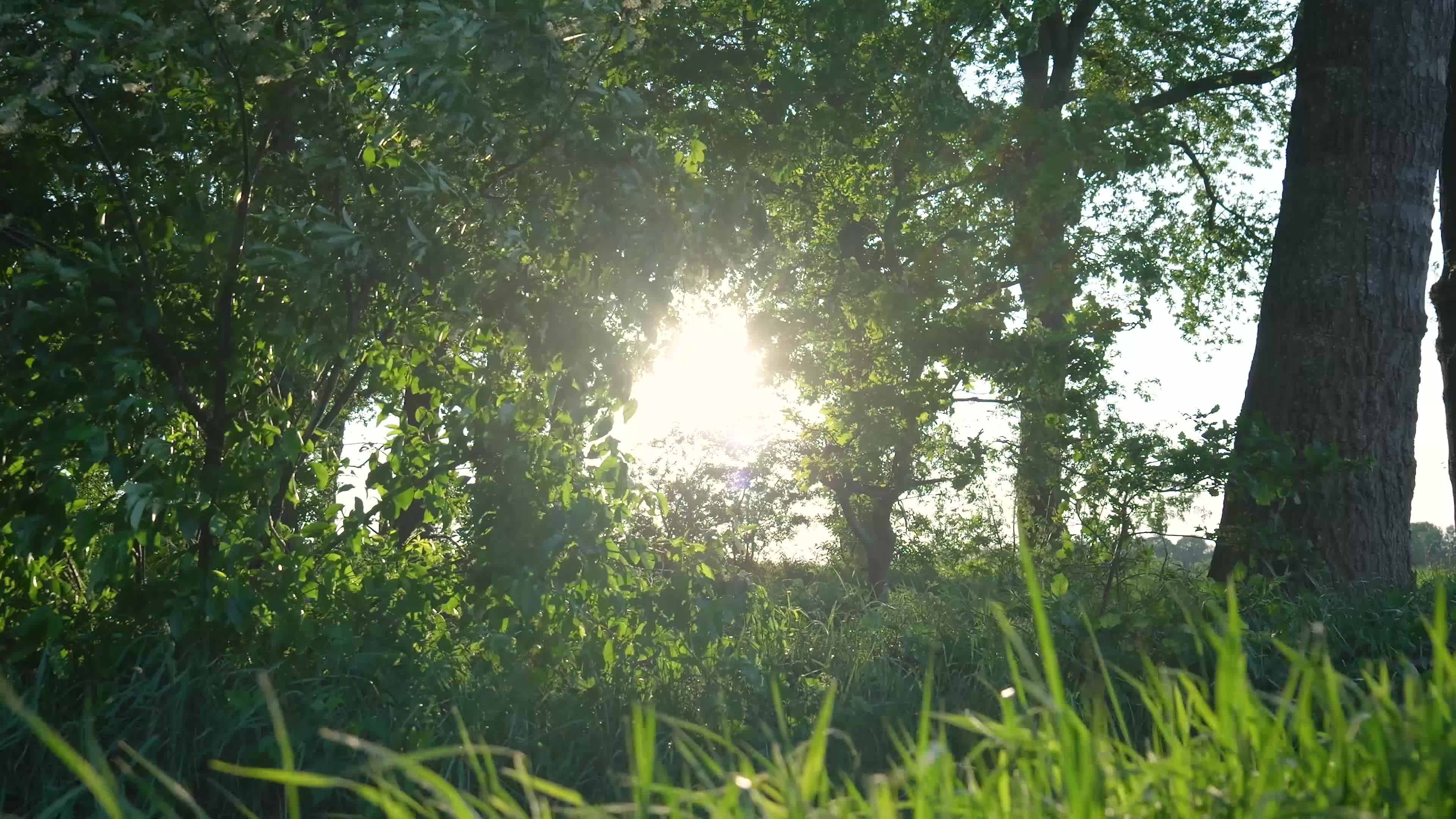 Video by Matthias Groeneveld