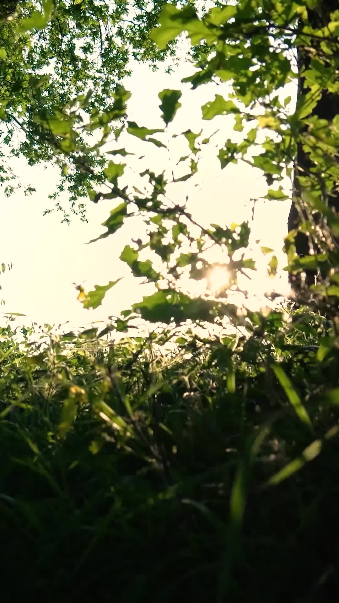 Video by Matthias Groeneveld