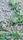 grass texture