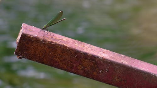 blue dragonfly on an old iron