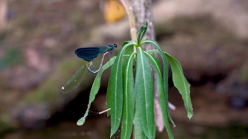 dragonflies mating on a green leaf