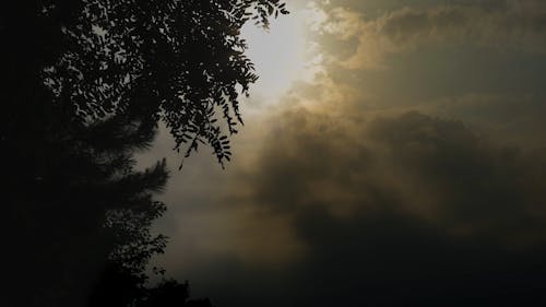 Low -Angle Footage Of The Sun Behind Trees