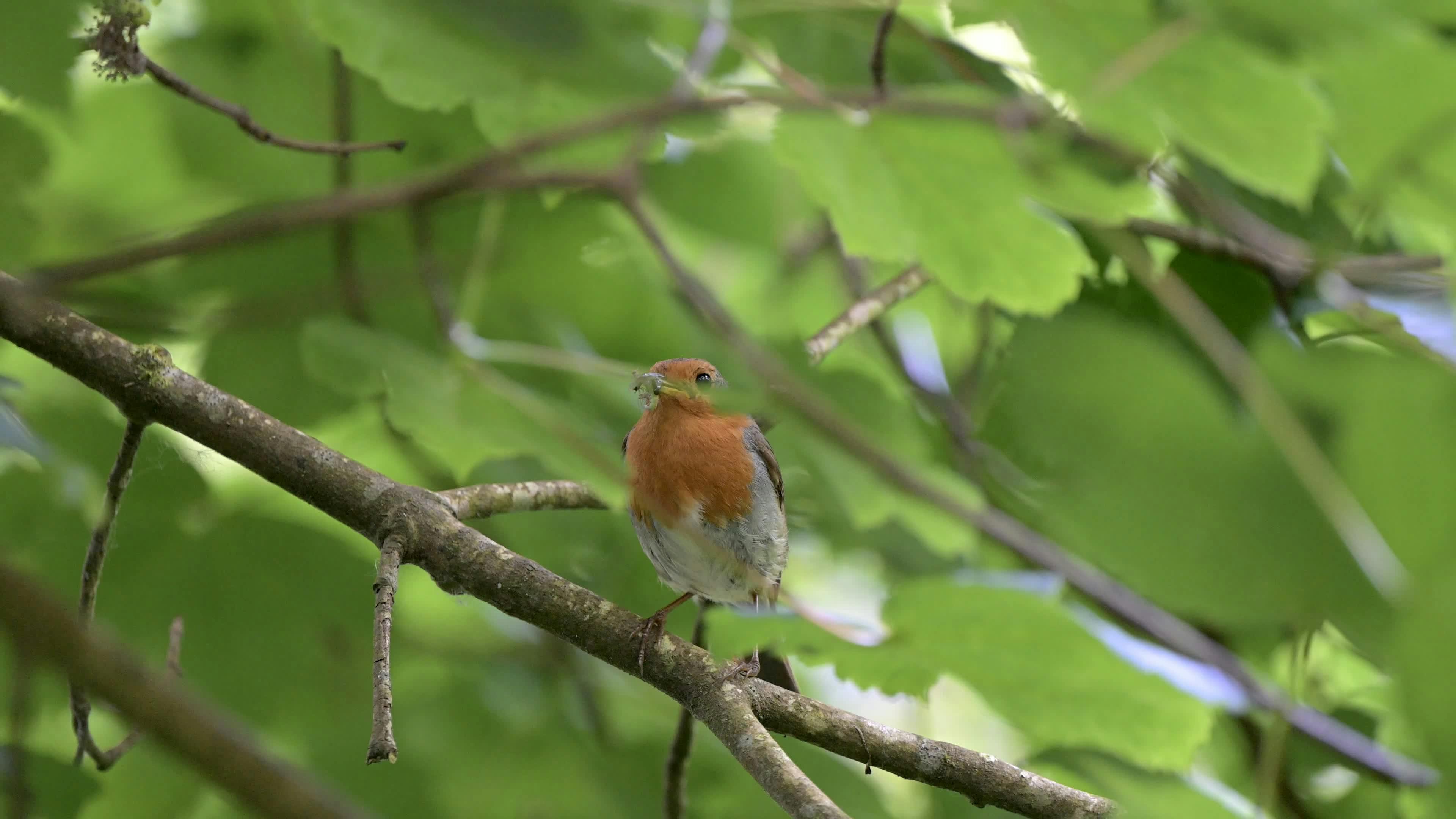 Rouge gorge perché avec nourriture dans son bec Free Stock Video Footage,  Royalty-Free 4K & HD Video Clip