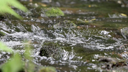 Ruisseau dans la forêt 