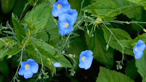 Bluebell Blumen In Voller Blüte