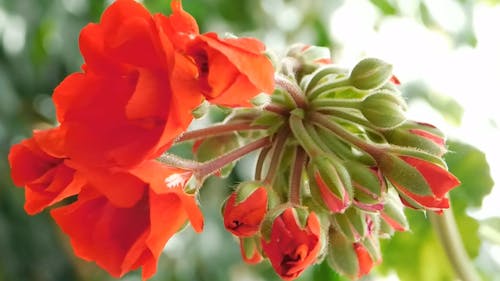 Fleurs Orange Rouge En Fleur