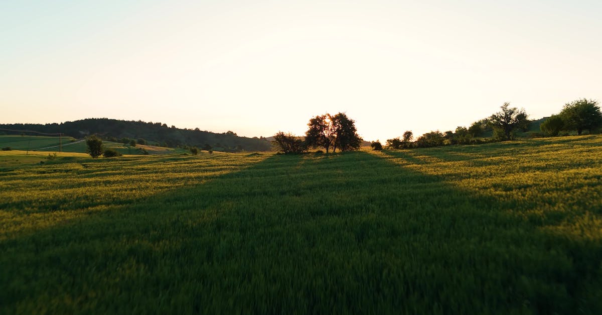 Vídeo profissional gratuito de agricultura, ao ar livre, áreas, árvore ...