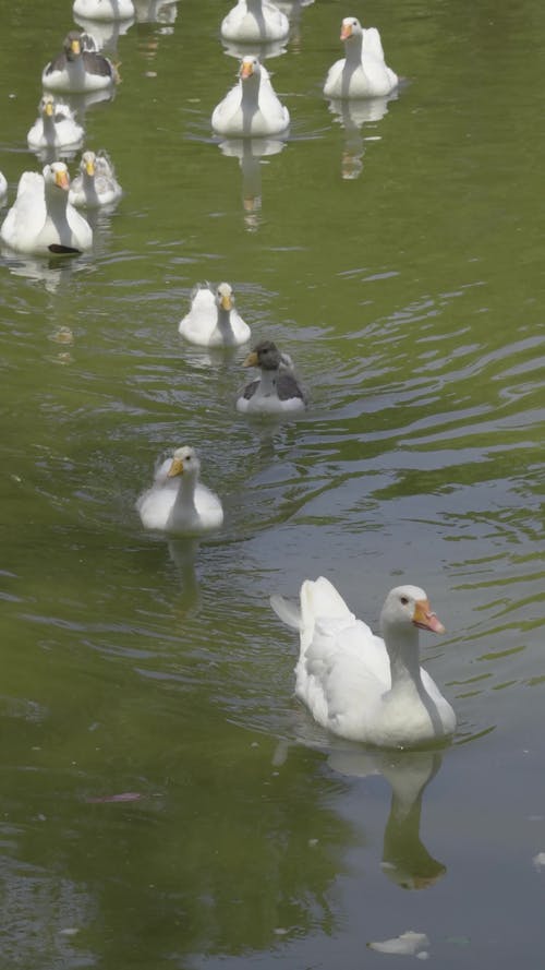 family of geese swimming in the pond