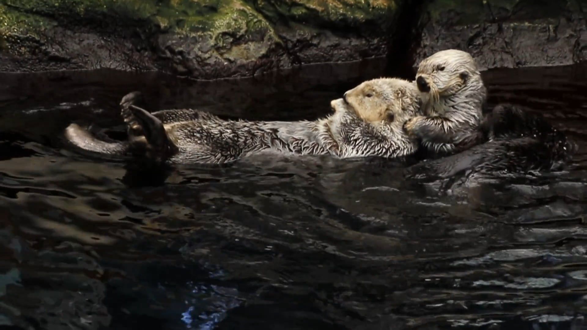An Otter Swimming · Free Stock Video