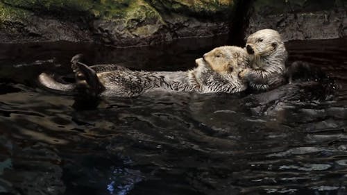 Sea Otters Swimming