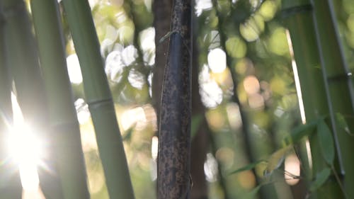 Lens flar bambous