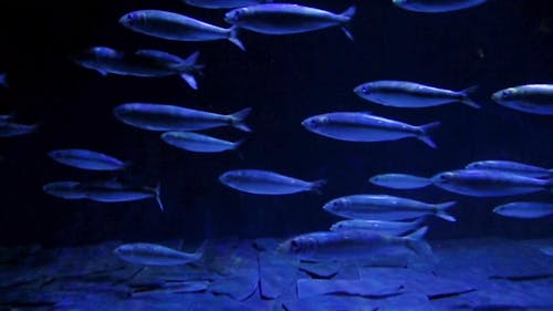 Een School Vissen Die In Een Aquarium Zwemmen