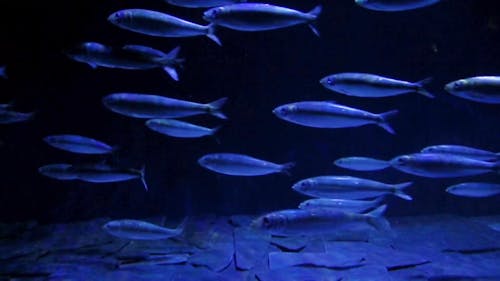 Una Scuola Di Pesci Che Nuotano In Un Acquario