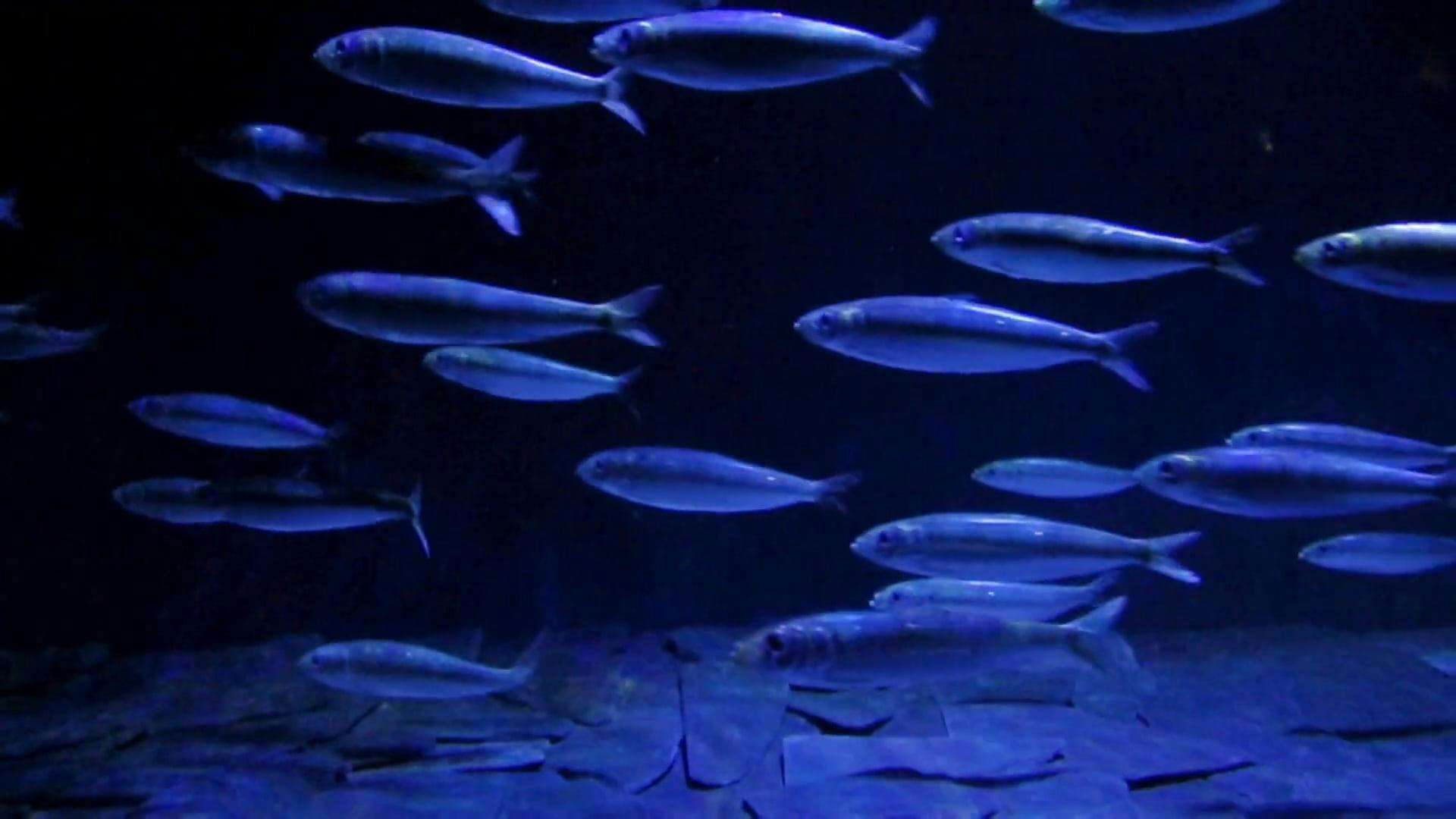 A School Of Fish Swimming In An Aquarium · Free Stock Video