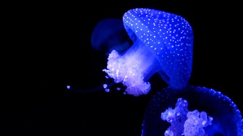 어두운 물에서 빛나는 해파리