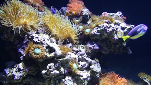 Fishes Circling Around Corals