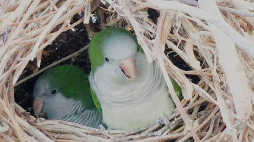 Birds On A Nest